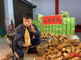 新宁县瑶乡竹林育“山珍” 冬笋线上成“俏货”
